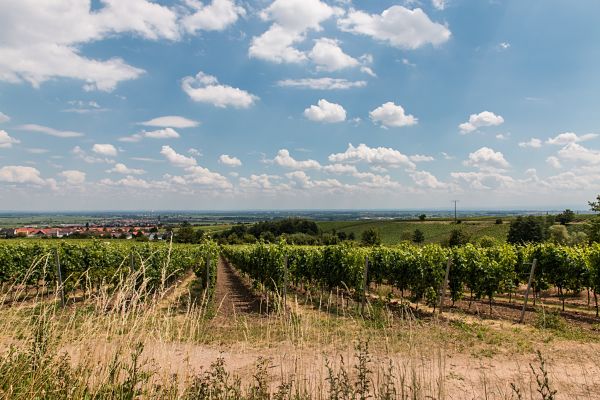 Palatinate Vineyards