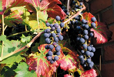 Grapes for red wine making